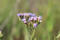 Chromolaena hirsuta