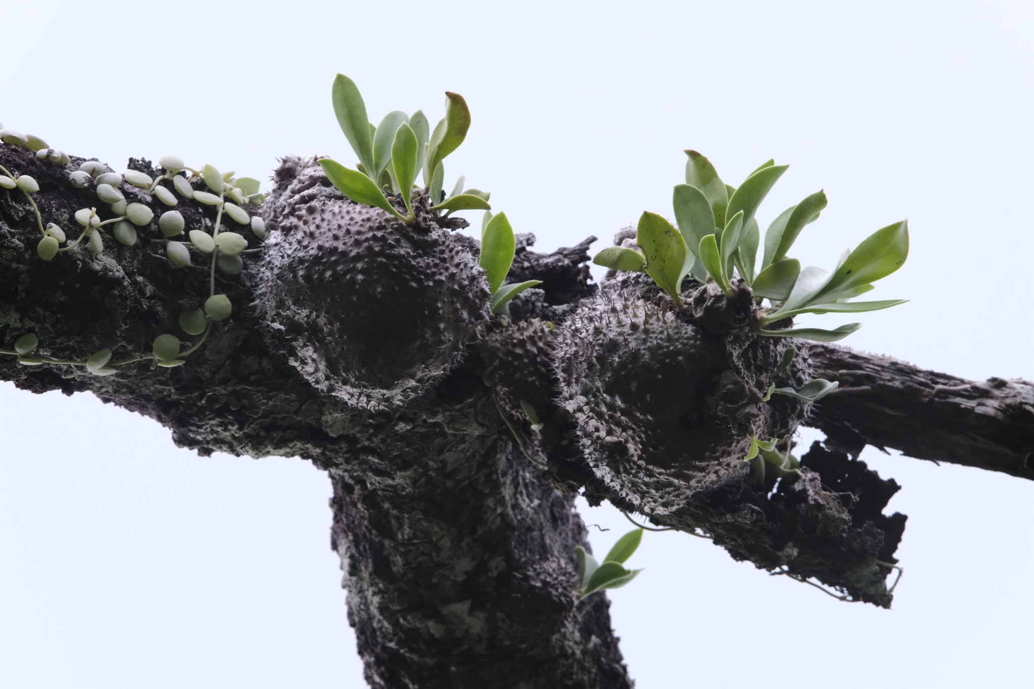 Ant Plant (Myrmecodia beccarii)