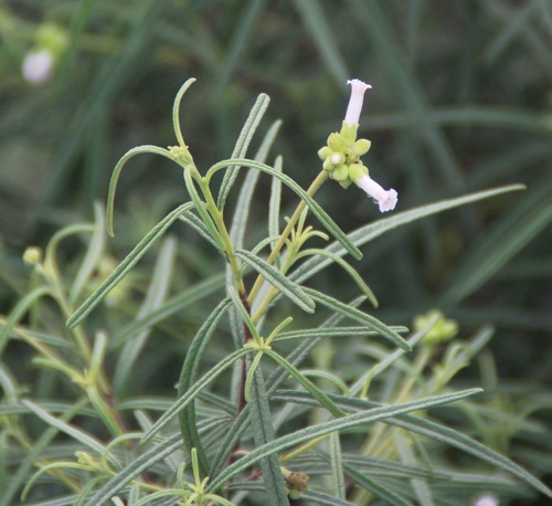 Varronia revoluta observed 2026-02-06