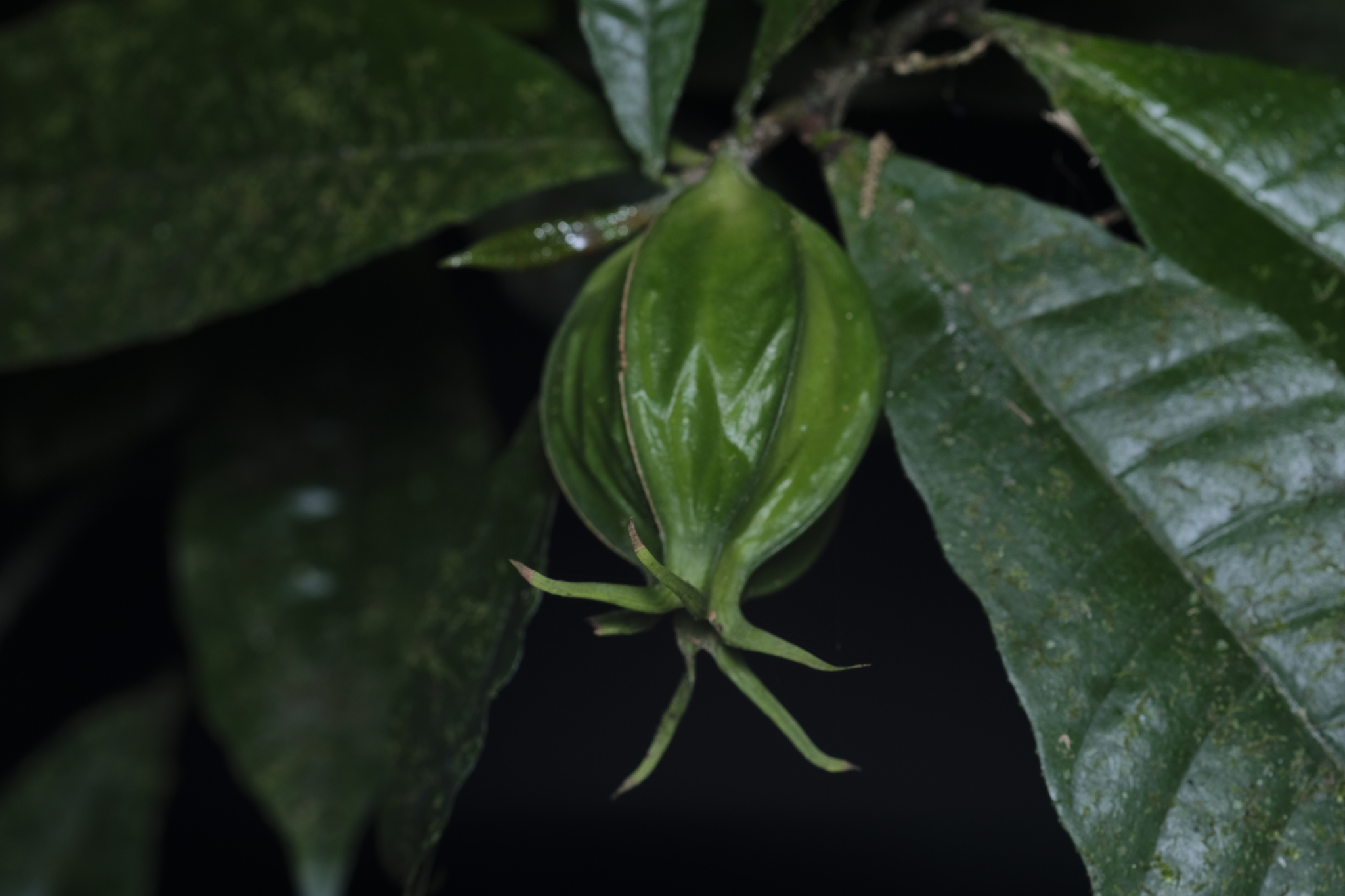 Gardenia actinocarpa