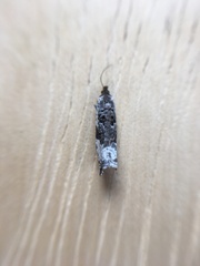 Ancylis mediofasciana