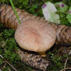 Chroogomphus helveticus