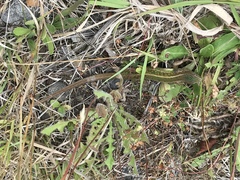 Liolaemus cyanogaster