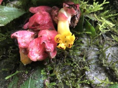 Drymonia coccinea