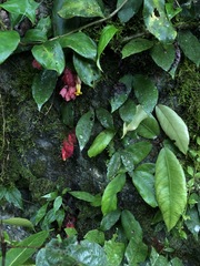 Drymonia coccinea