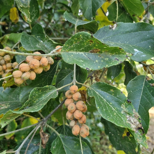 Foto de Croton sylvaticus