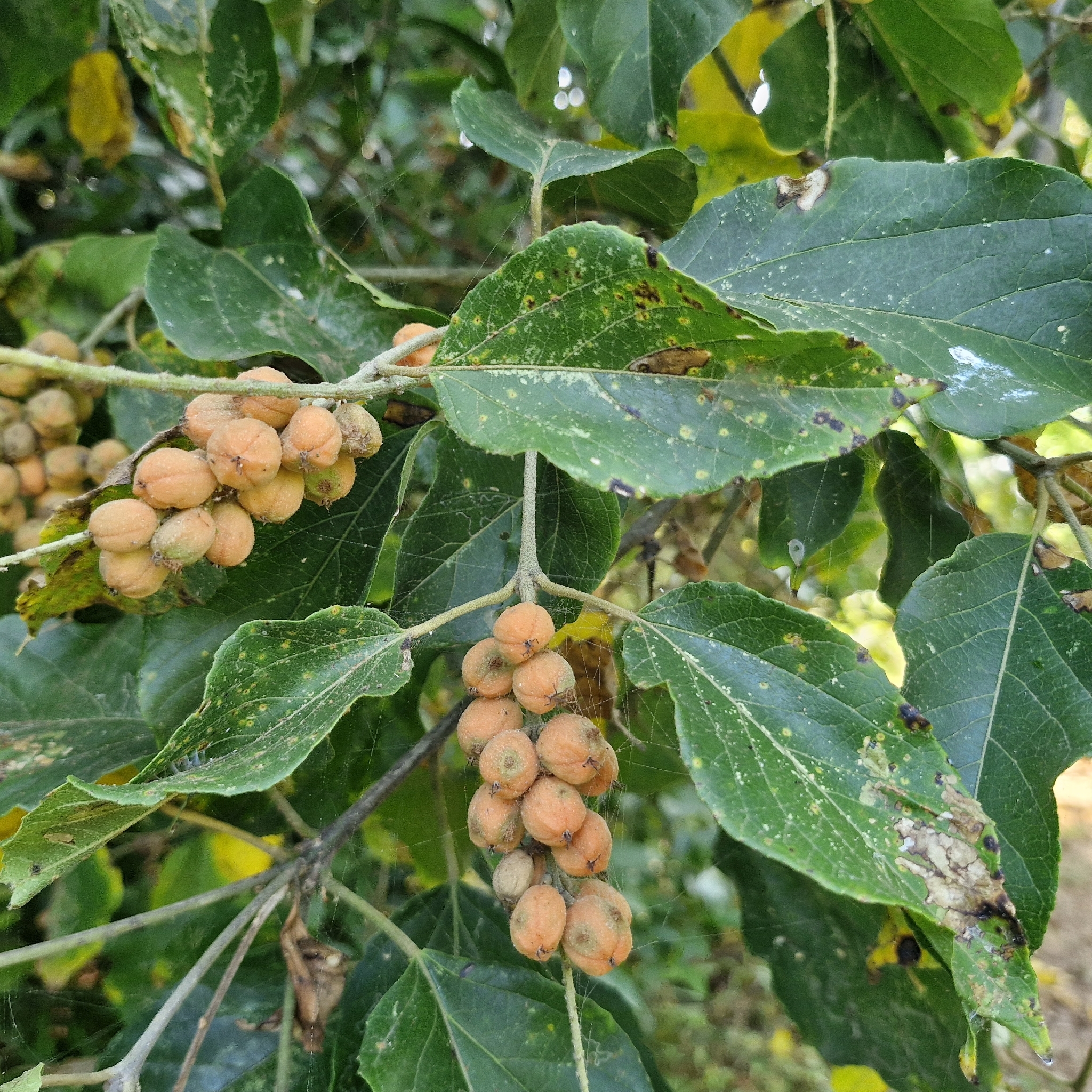 Imagem de Croton sylvaticus