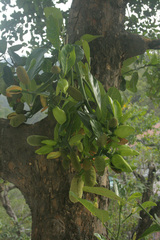 Artocarpus heterophyllus