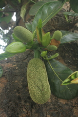 Artocarpus heterophyllus