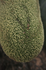 Artocarpus heterophyllus