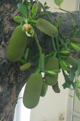 Artocarpus heterophyllus