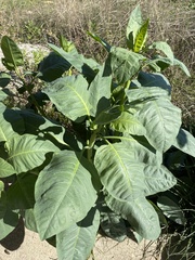 Nicotiana tabacum