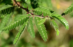 Mimosa tricephala