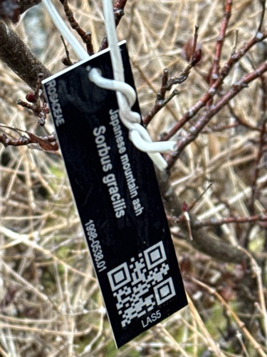 Sorbus gracilis iNat (3)
