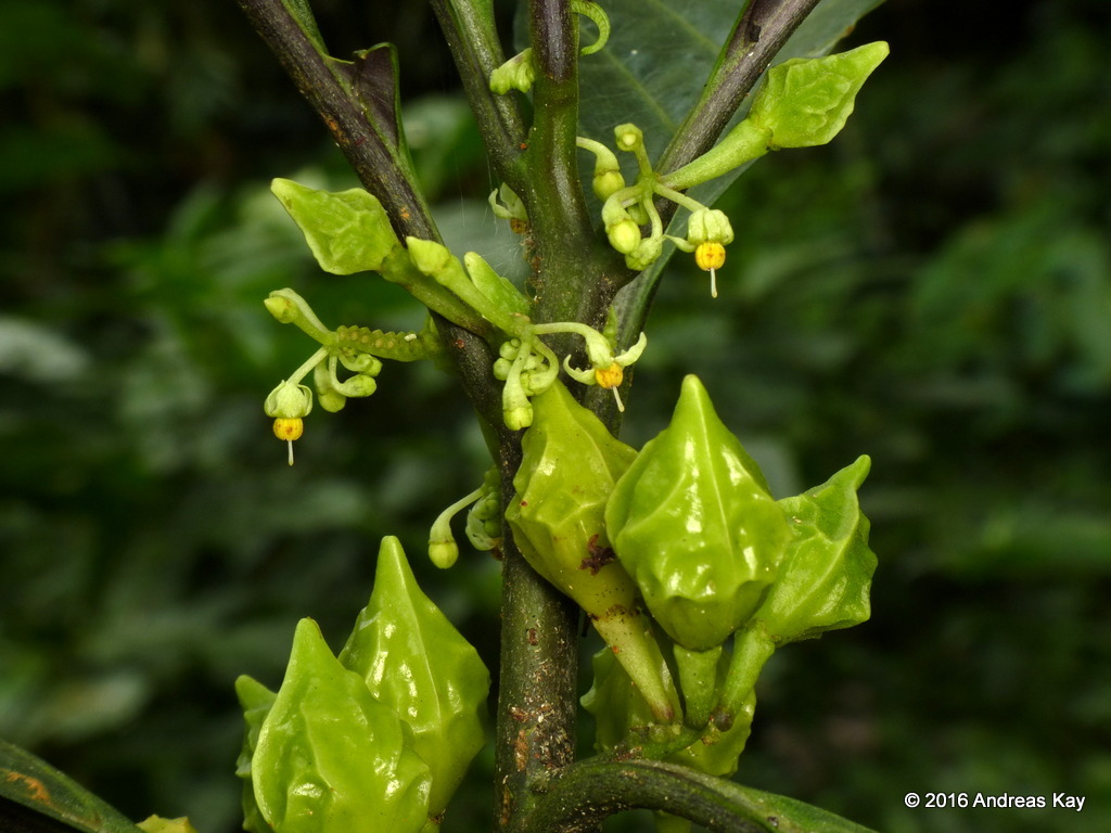 Solanum anceps