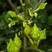 Solanum anceps - Photo (c) Andreas Kay, algunos derechos reservados (CC BY-NC-SA)