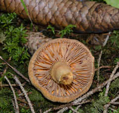 Chroogomphus helveticus