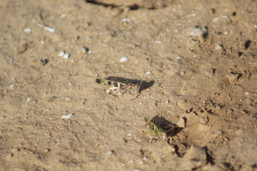 Senegalese Grasshopper
