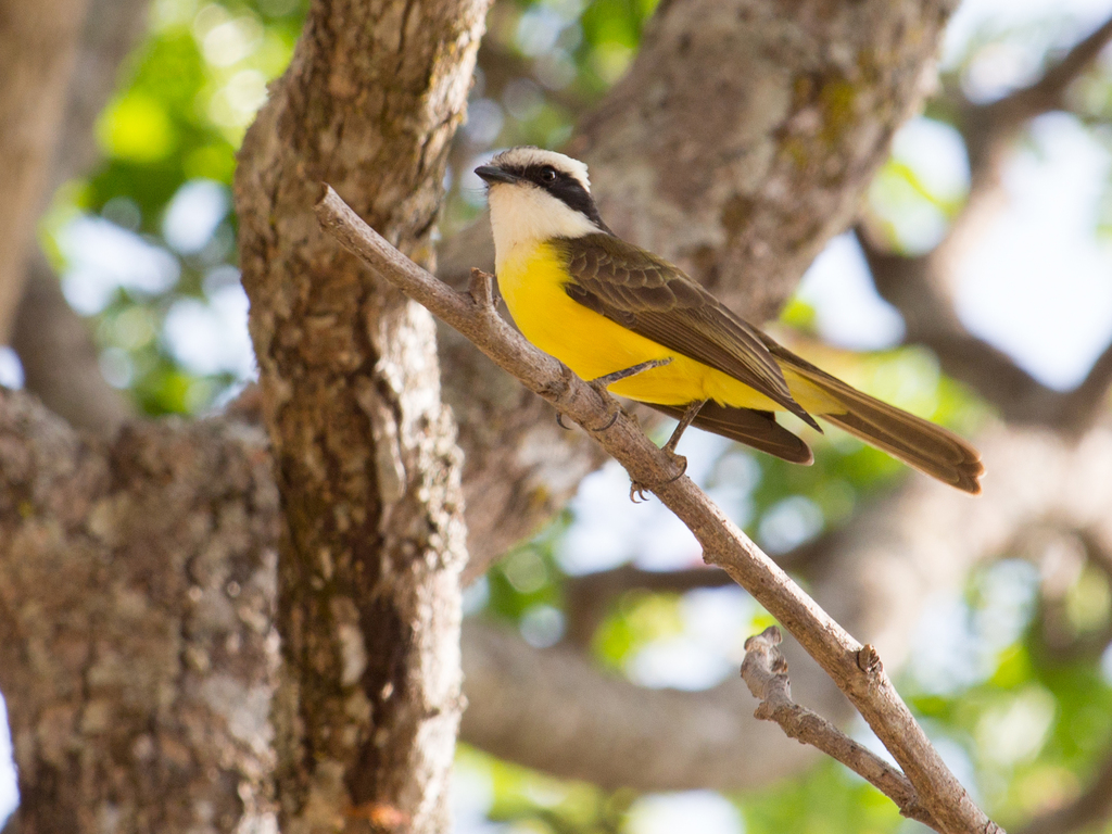 White-bearded Flycatcher photo