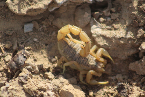 Buthus tunetanus