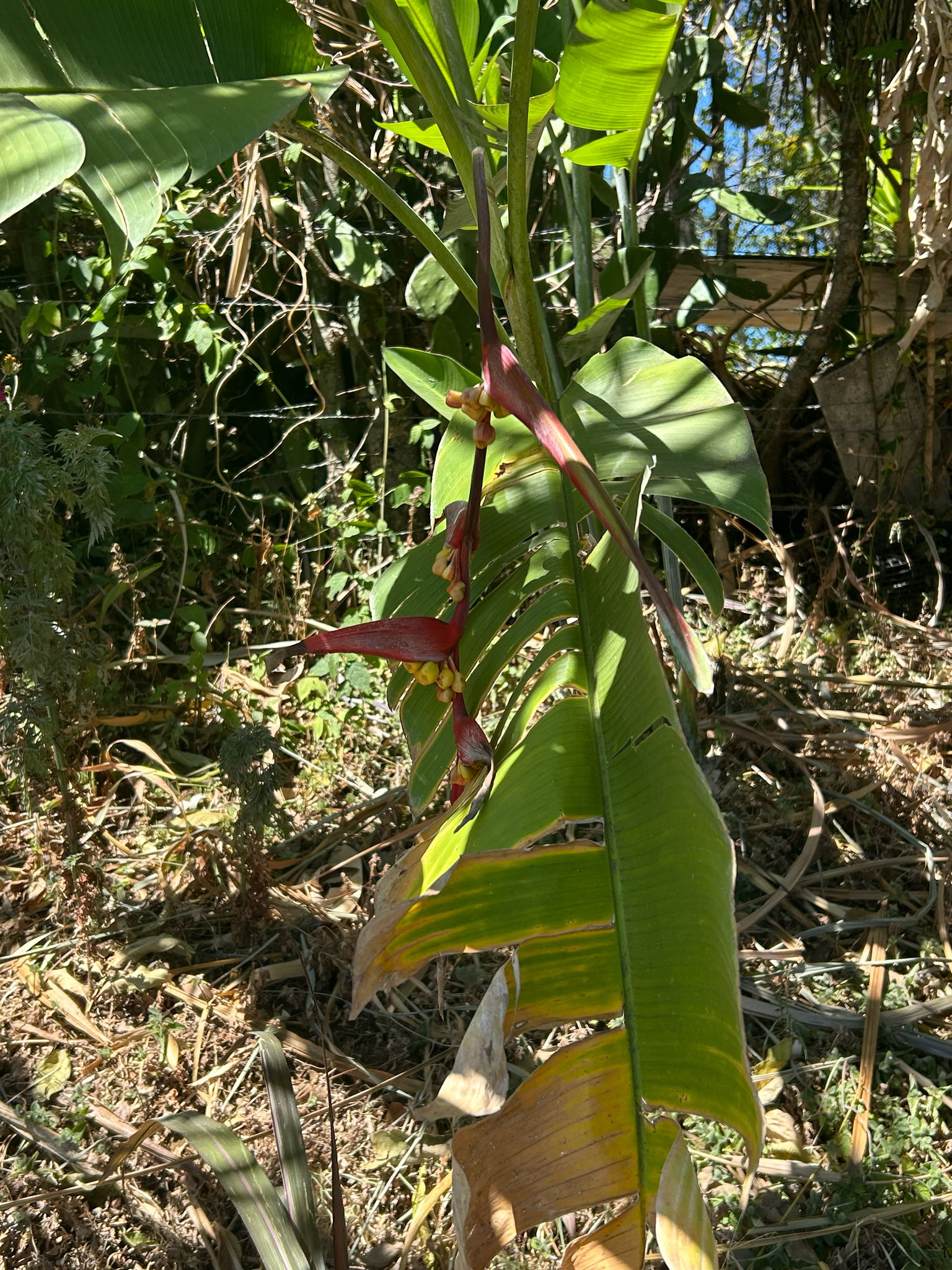 Imagem de Planta Papagaio