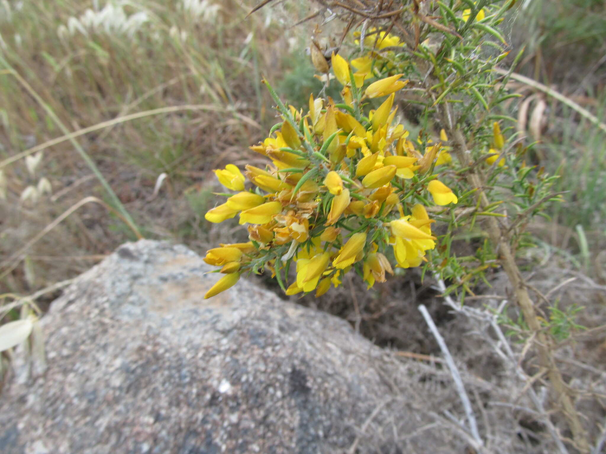 Ulex australis