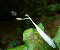 Leptomantella ceylonica