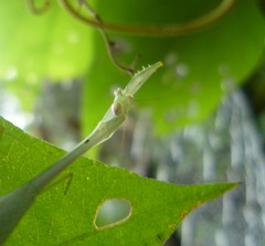 Leptomantella ceylonica