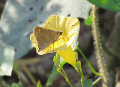 Ipomoea microsepala