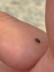 Hyperaspis festiva