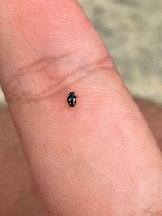 Hyperaspis festiva