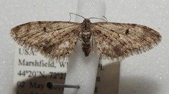 Eupithecia annulata