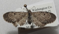 Eupithecia satyrata
