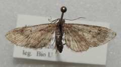 Eupithecia palpata