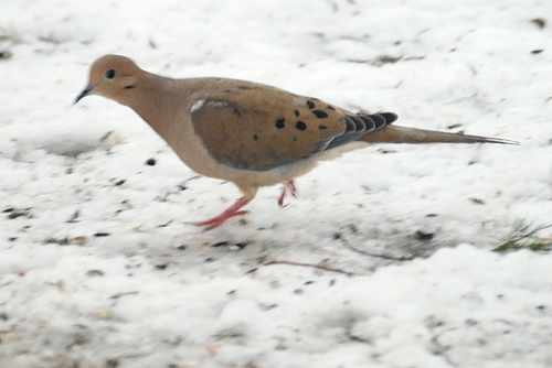 Mourning Dove photographed in Illinois