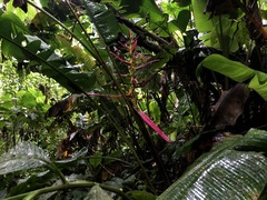 Heliconia aemygdiana