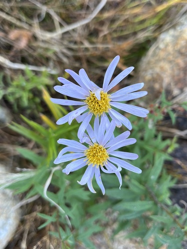 bog aster (Oclemena nemoralis)