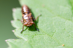 Bathysmatophorus