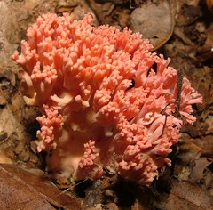 Ramaria formosa
