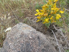 (c) zebedeugalinha, some rights reserved (CC BY) Ulex australis, photograph (c) zebedeugalinha, some rights reserved (CC BY)
