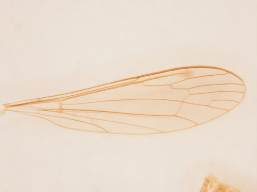 Dicranomyia swezeyi observed 2003-12-13