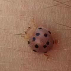 Henosepilachna pusillanima