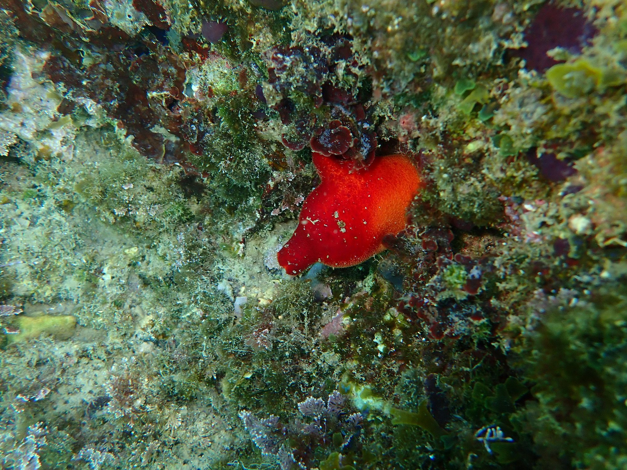 Halocynthia papillosa (Linnaeus, 1767)