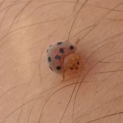 Henosepilachna pusillanima