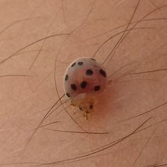 Henosepilachna pusillanima