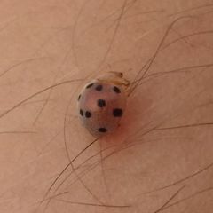 Henosepilachna pusillanima