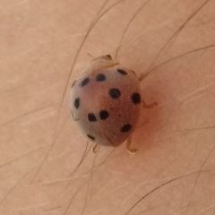 Henosepilachna pusillanima