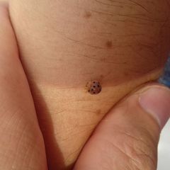 Henosepilachna pusillanima