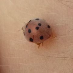 Henosepilachna pusillanima