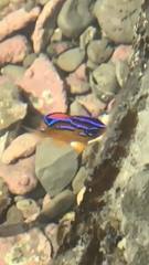 Parma alboscapularis